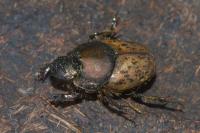 Onthophagus vacca