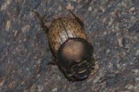 Onthophagus vacca