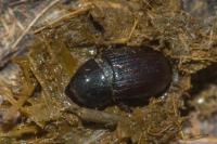 Esymus pusillus
