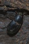 Esymus pusillus