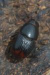 Otophorus haemorrhoidalis
