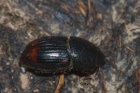 Otophorus haemorrhoidalis