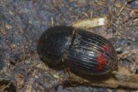 Otophorus haemorrhoidalis