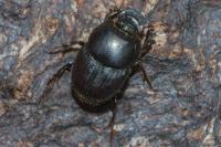 Onthophagus taurus
