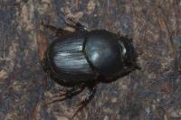 Onthophagus taurus