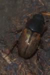 Melinopterus prodromus