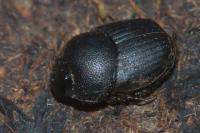Onthophagus ovatus