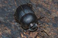 Onthophagus ovatus
