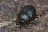 Onthophagus ovatus