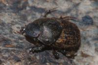 Onthophagus similis