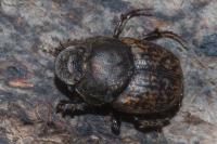 Onthophagus similis