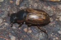 Melinopterus prodromus