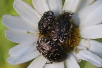 Oxythyrea funesta