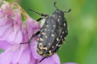 Oxythyrea funesta