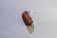 Serica brunnea