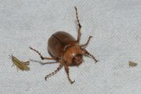 Rhizotrogus marginipes
