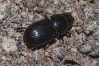 Calamosternus granarius