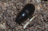 Calamosternus granarius