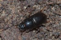 Calamosternus granarius