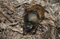Onthophagus vacca