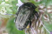 Oxythyrea funesta
