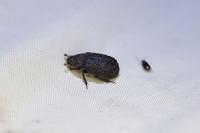 Trox perlatus