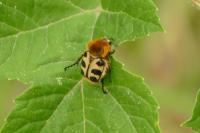 Trichius gallicus