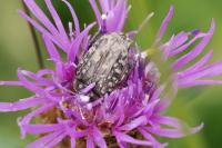 Oxythyrea funesta