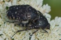 Oxythyrea funesta