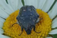 Oxythyrea funesta