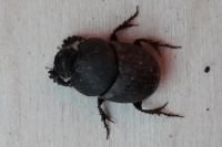 Onthophagus medius