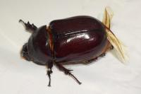 Oryctes nasicornis