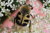Trichius gallicus