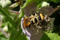 Trichius gallicus