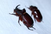 Oryctes nasicornis