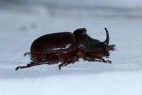 Oryctes nasicornis