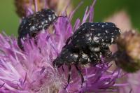 Oxythyrea funesta