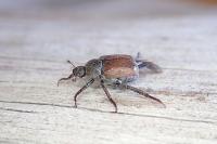Hoplia philanthus