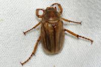 Amphimallon solstitiale