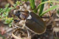 Anoxia villosa