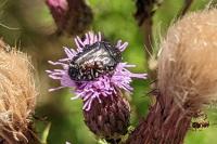 Oxythyrea funesta