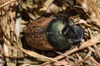 Onthophagus vacca