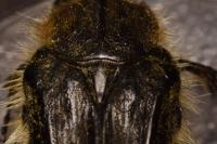 Tropinota squalida