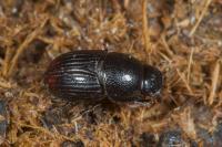 Otophorus haemorrhoidalis