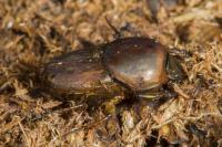 Euoniticellus fulvus