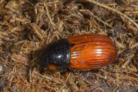 Aphodius cardinalis/fimetarius