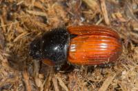 Aphodius cardinalis/fimetarius