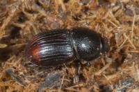 Otophorus haemorrhoidalis