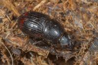 Otophorus haemorrhoidalis
