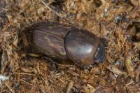Euoniticellus fulvus
